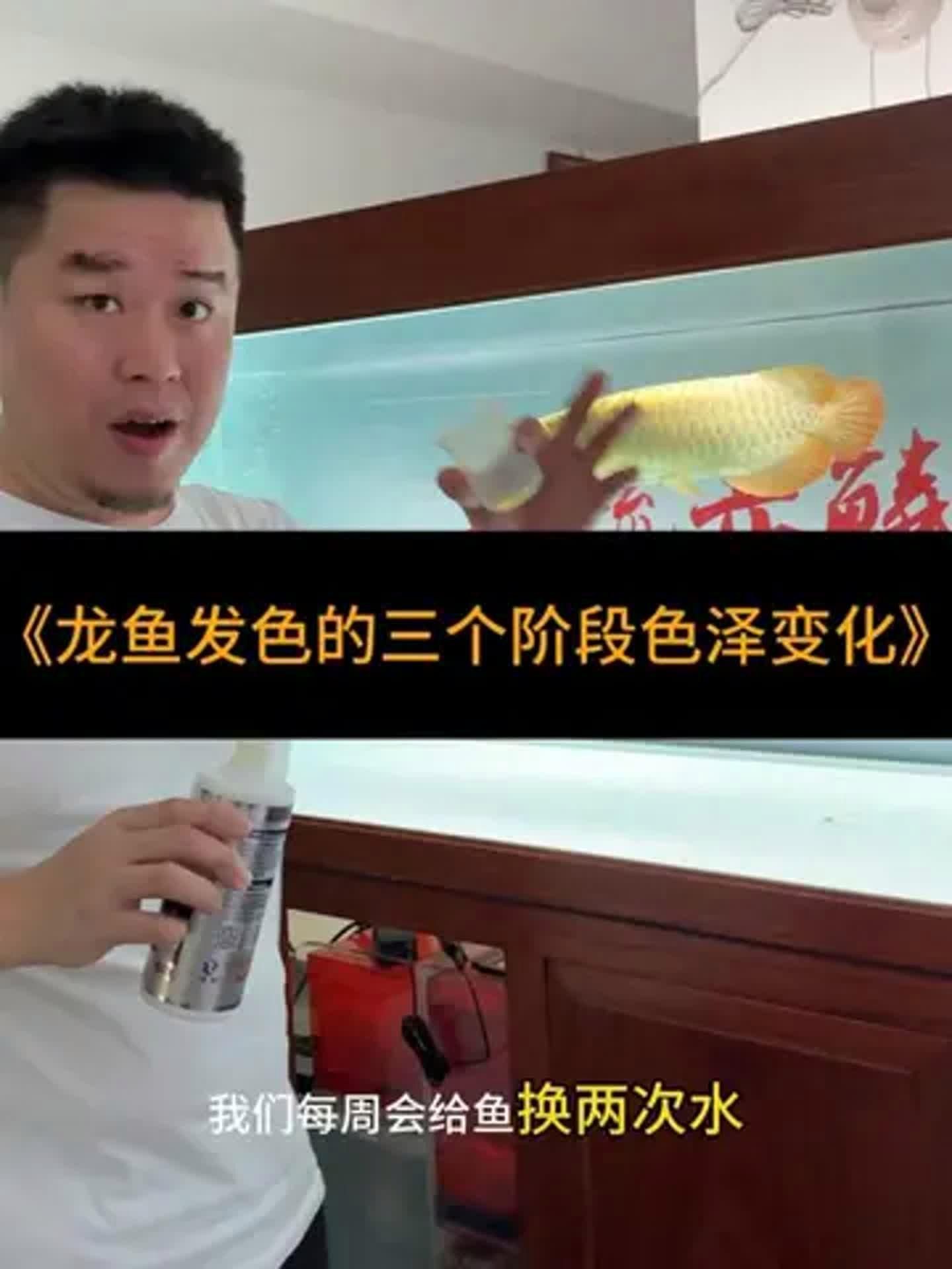 有哪些食物有助于龍魚轉色，哪些食物有助于龍魚轉色 有哪些食物有助于龍魚轉色，哪些食物有助于龍魚轉色 龍魚百科