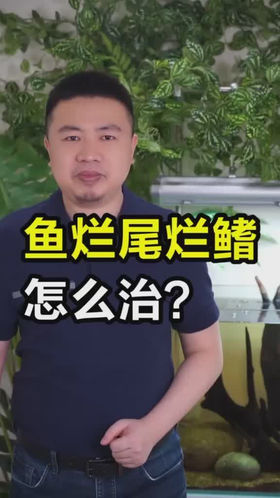 爛尾爛鰭病能徹底治愈嗎，觀賞魚爛尾爛鰭爛鱗用什么藥虎子說魚爛尾爛鰭病能徹底治愈嗎 爛尾爛鰭病能徹底治愈嗎，觀賞魚爛尾爛鰭爛鱗用什么藥虎子說魚爛尾爛鰭病能徹底治愈嗎 龍魚百科 第2張