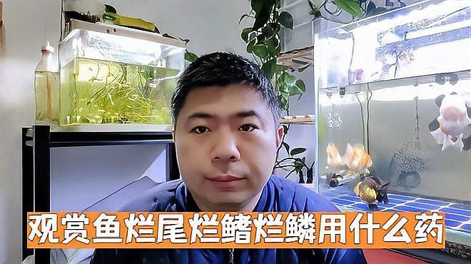 爛尾爛鰭病能徹底治愈嗎，觀賞魚爛尾爛鰭爛鱗用什么藥虎子說魚爛尾爛鰭病能徹底治愈嗎 爛尾爛鰭病能徹底治愈嗎，觀賞魚爛尾爛鰭爛鱗用什么藥虎子說魚爛尾爛鰭病能徹底治愈嗎 龍魚百科 第1張
