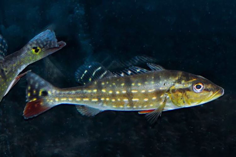 金三間魚，“金三間魚”是什么魚？ 金三間魚，“金三間魚”是什么魚？ 龍魚百科 第4張