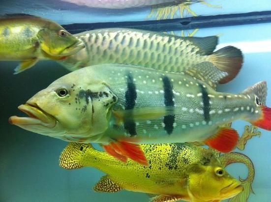 金三間魚，“金三間魚”是什么魚？ 金三間魚，“金三間魚”是什么魚？ 龍魚百科 第6張