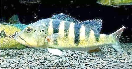 金三間魚，“金三間魚”是什么魚？ 金三間魚，“金三間魚”是什么魚？ 龍魚百科 第5張