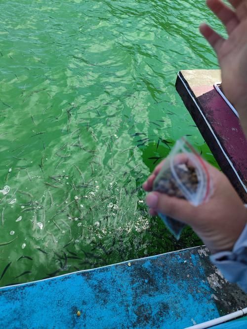 祥龍魚場飼料魚成本占比，“祥龍魚場飼料魚成本占比調用工具百度愛采購 祥龍魚場飼料魚成本占比，“祥龍魚場飼料魚成本占比調用工具百度愛采購 龍魚百科 第7張