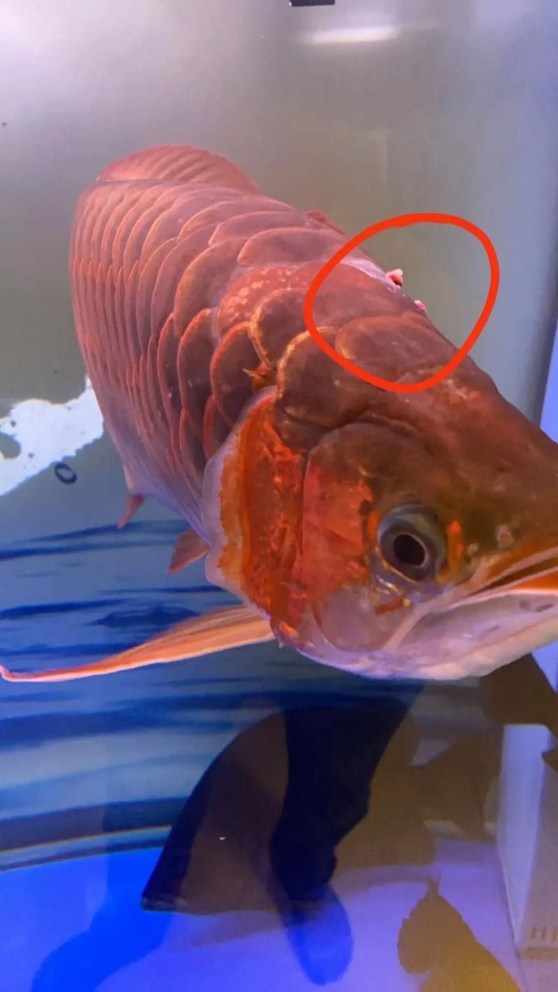 如何判斷龍魚嘴長疙瘩是否感染？，如何判斷龍魚嘴部疙瘩是否感染