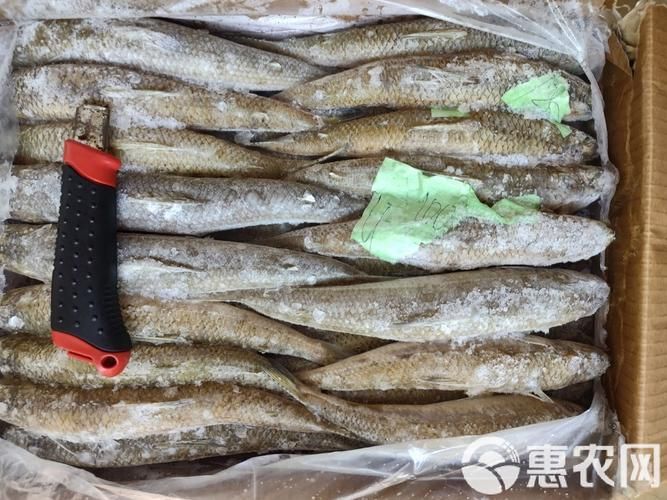 給我更多奎龍魚的圖片，奎龍魚的家常做法