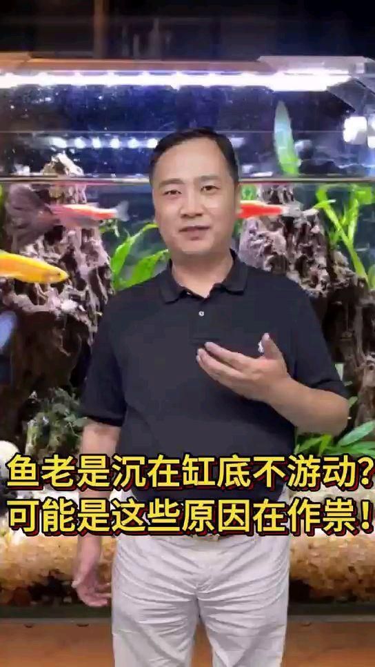魚沉底不動怎么辦，魚沉底不動怎么辦，獸醫(yī)或水族專家尋求幫助
