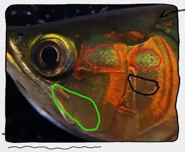 如何判斷龍魚品牌的好壞?,如何判斷龍魚品牌好壞 龍魚百科 第14張 如何判斷龍魚品牌的好壞?,如何判斷龍魚品牌好壞 如何判斷龍魚品牌的好壞?,如何判斷龍魚品牌好壞 龍魚百科 第14張