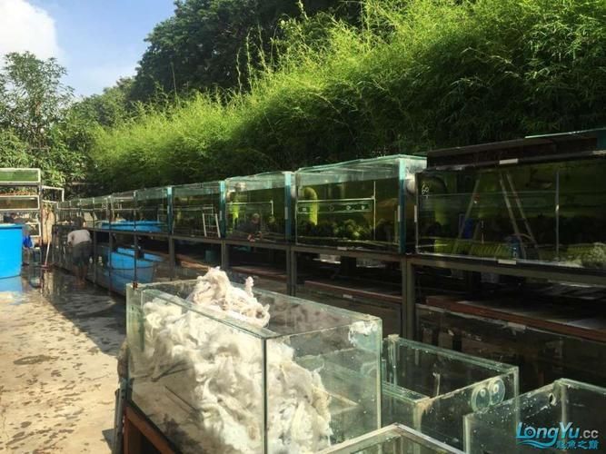 有哪些著名的龍魚漁場,新加坡、馬來西亞、印度尼西亞、中國龍魚漁場的區別 龍魚百科 第2張 有哪些著名的龍魚漁場,新加坡、馬來西亞、印度尼西亞、中國龍魚漁場的區別 有哪些著名的龍魚漁場,新加坡、馬來西亞、印度尼西亞、中國龍魚漁場的區別 龍魚百科 第2張