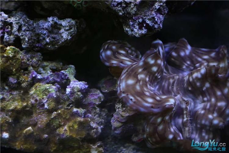 有哪些著名的龍魚漁場,新加坡、馬來西亞、印度尼西亞、中國龍魚漁場的區別 龍魚百科 第12張 有哪些著名的龍魚漁場,新加坡、馬來西亞、印度尼西亞、中國龍魚漁場的區別 有哪些著名的龍魚漁場,新加坡、馬來西亞、印度尼西亞、中國龍魚漁場的區別 龍魚百科 第12張