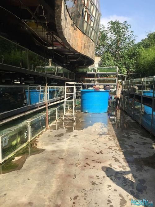 有哪些著名的龍魚漁場,新加坡、馬來西亞、印度尼西亞、中國龍魚漁場的區別 龍魚百科 第6張 有哪些著名的龍魚漁場,新加坡、馬來西亞、印度尼西亞、中國龍魚漁場的區別 有哪些著名的龍魚漁場,新加坡、馬來西亞、印度尼西亞、中國龍魚漁場的區別 龍魚百科 第6張