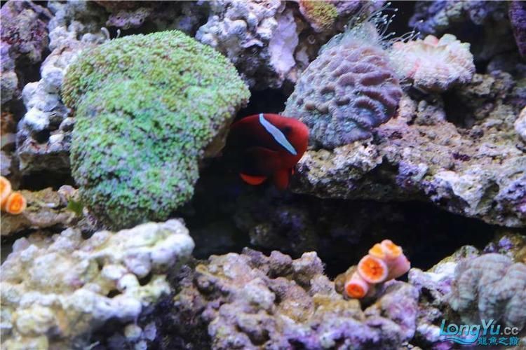 有哪些著名的龍魚漁場,新加坡、馬來西亞、印度尼西亞、中國龍魚漁場的區別 龍魚百科 第13張 有哪些著名的龍魚漁場,新加坡、馬來西亞、印度尼西亞、中國龍魚漁場的區別 有哪些著名的龍魚漁場,新加坡、馬來西亞、印度尼西亞、中國龍魚漁場的區別 龍魚百科 第13張