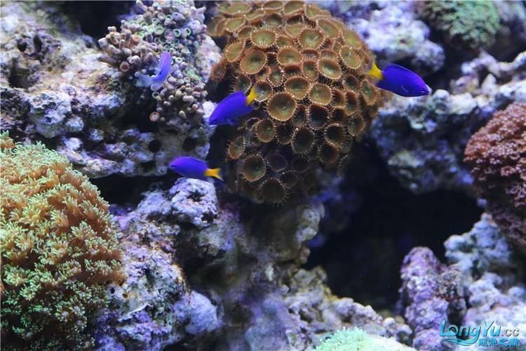 有哪些著名的龍魚漁場,新加坡、馬來西亞、印度尼西亞、中國龍魚漁場的區別 龍魚百科 第15張 有哪些著名的龍魚漁場,新加坡、馬來西亞、印度尼西亞、中國龍魚漁場的區別 有哪些著名的龍魚漁場,新加坡、馬來西亞、印度尼西亞、中國龍魚漁場的區別 龍魚百科 第15張