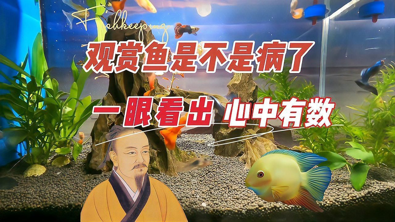如何判斷觀賞魚是否患病，養魚筆記第3季64集養魚志第3季64集養魚志
