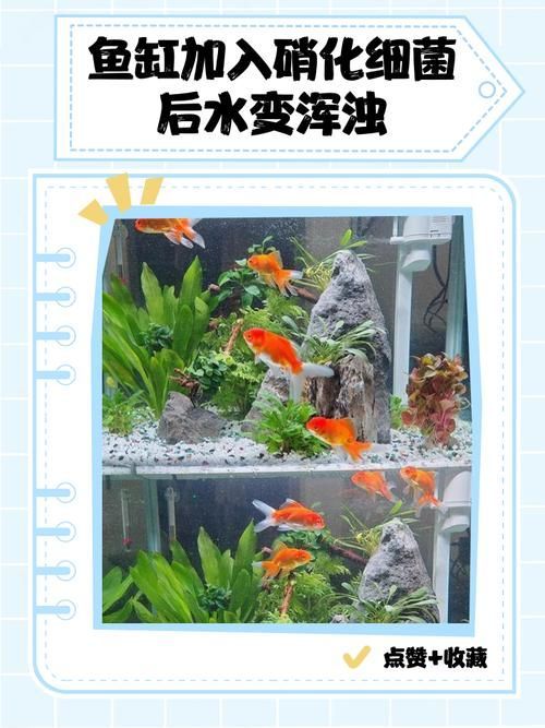 甲硝唑換水后多久可以再次使用 甲硝唑換水后多久可以再次使用 龍魚百科 第9張