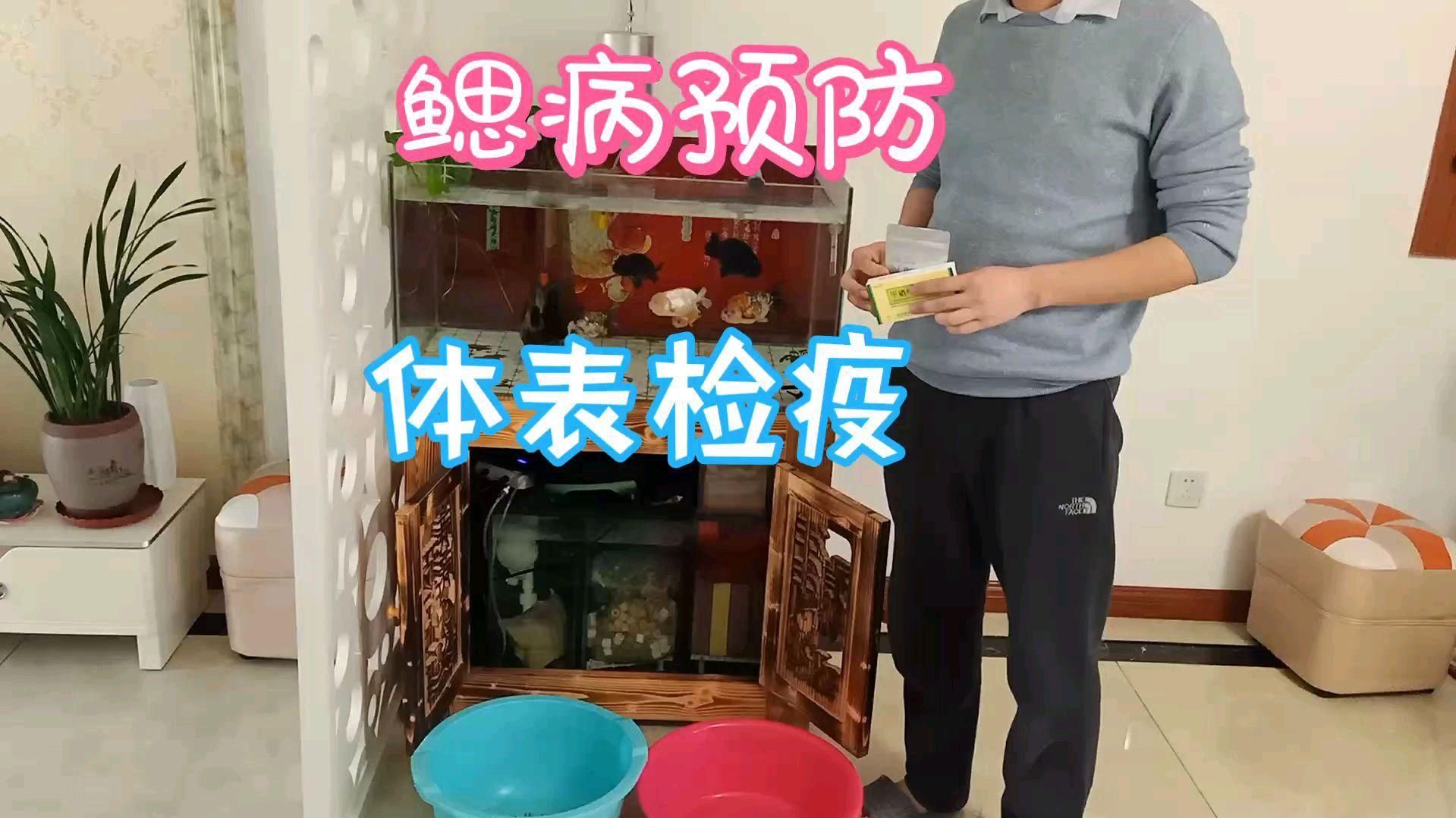 甲硝唑換水后多久可以再次使用 甲硝唑換水后多久可以再次使用 龍魚百科 第13張