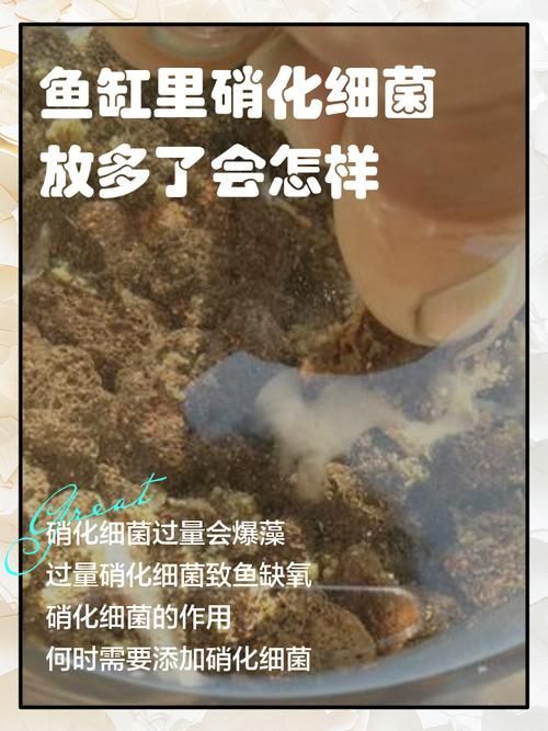 甲硝唑換水后多久可以再次使用 甲硝唑換水后多久可以再次使用 龍魚百科 第8張