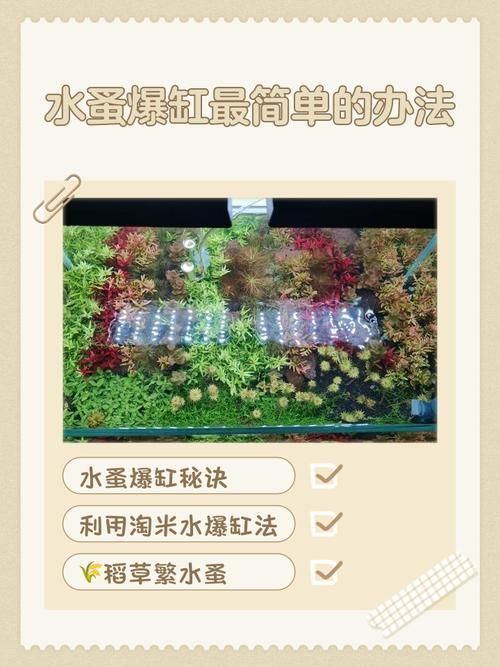 甲硝唑換水后多久可以再次使用 甲硝唑換水后多久可以再次使用 龍魚百科 第11張