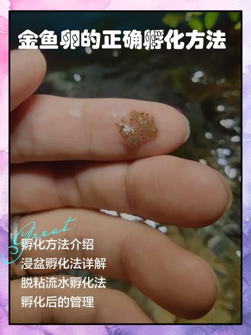 金龍魚繁殖時(shí)需要準(zhǔn)備什么,金龍魚繁殖技術(shù) 龍魚百科 第3張 金龍魚繁殖時(shí)需要準(zhǔn)備什么,金龍魚繁殖技術(shù) 金龍魚繁殖時(shí)需要準(zhǔn)備什么,金龍魚繁殖技術(shù) 龍魚百科 第3張
