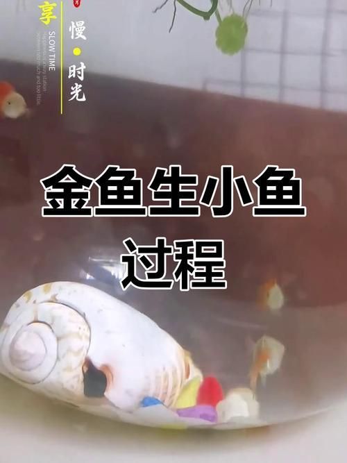 金龍魚繁殖時(shí)需要準(zhǔn)備什么,金龍魚繁殖技術(shù) 龍魚百科 第5張 金龍魚繁殖時(shí)需要準(zhǔn)備什么,金龍魚繁殖技術(shù) 金龍魚繁殖時(shí)需要準(zhǔn)備什么,金龍魚繁殖技術(shù) 龍魚百科 第5張