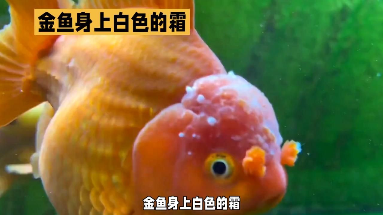 觀賞魚身上長白霜怎么辦，觀賞魚身上長白霜怎么辦,