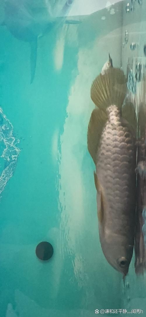 如何辨別低價紅龍魚的品質，如何辨別低價紅龍魚的品質， 如何辨別低價紅龍魚的品質，如何辨別低價紅龍魚的品質， 龍魚百科 第10張