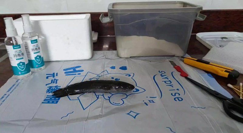 龍魚標本制作多久能完成