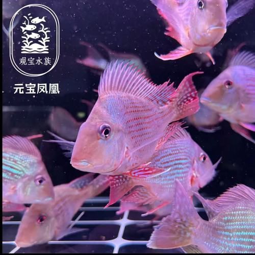 元寶鳳凰魚的價格是多少？，元寶鳳凰魚價格是多少 元寶鳳凰魚的價格是多少？，元寶鳳凰魚價格是多少 龍魚百科 第8張