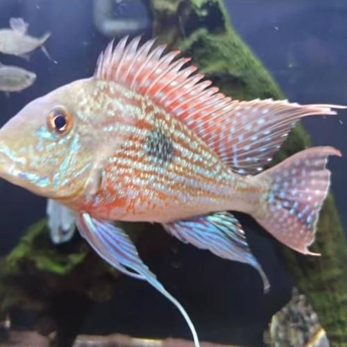 元寶鳳凰魚的價格是多少？，元寶鳳凰魚價格是多少 元寶鳳凰魚的價格是多少？，元寶鳳凰魚價格是多少 龍魚百科 第6張
