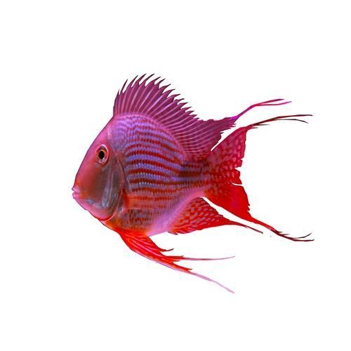 元寶鳳凰魚的價格是多少？，元寶鳳凰魚價格是多少 元寶鳳凰魚的價格是多少？，元寶鳳凰魚價格是多少 龍魚百科 第4張