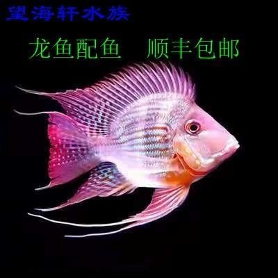 元寶鳳凰魚的價格是多少？，元寶鳳凰魚價格是多少 元寶鳳凰魚的價格是多少？，元寶鳳凰魚價格是多少 龍魚百科 第3張
