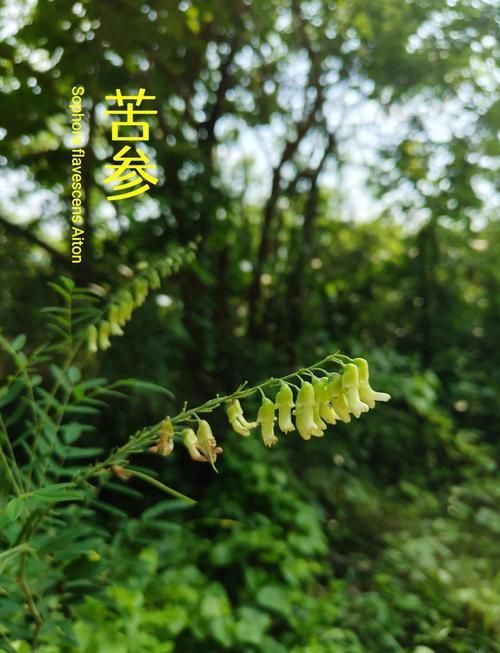 哪些中藥對魚寄生蟲最有效 哪些中藥對魚寄生蟲最有效 龍魚百科 第3張
