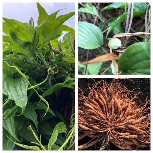 哪些中藥對魚寄生蟲最有效 哪些中藥對魚寄生蟲最有效 龍魚百科 第8張