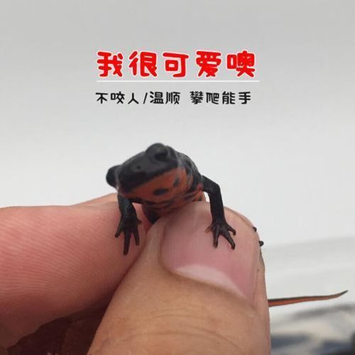 給我推薦一些購買火龍魚的渠道，北京火龍魚飼養新手指南 給我推薦一些購買火龍魚的渠道，北京火龍魚飼養新手指南 龍魚百科 第2張