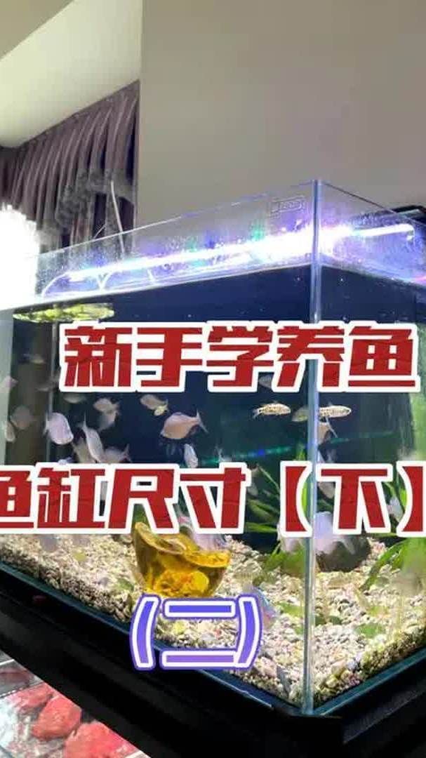 魚(yú)缸尺寸過(guò)小如何緩解，魚(yú)缸尺寸過(guò)小如何緩解？ 魚(yú)缸尺寸過(guò)小如何緩解，魚(yú)缸尺寸過(guò)小如何緩解？ 龍魚(yú)百科 第1張