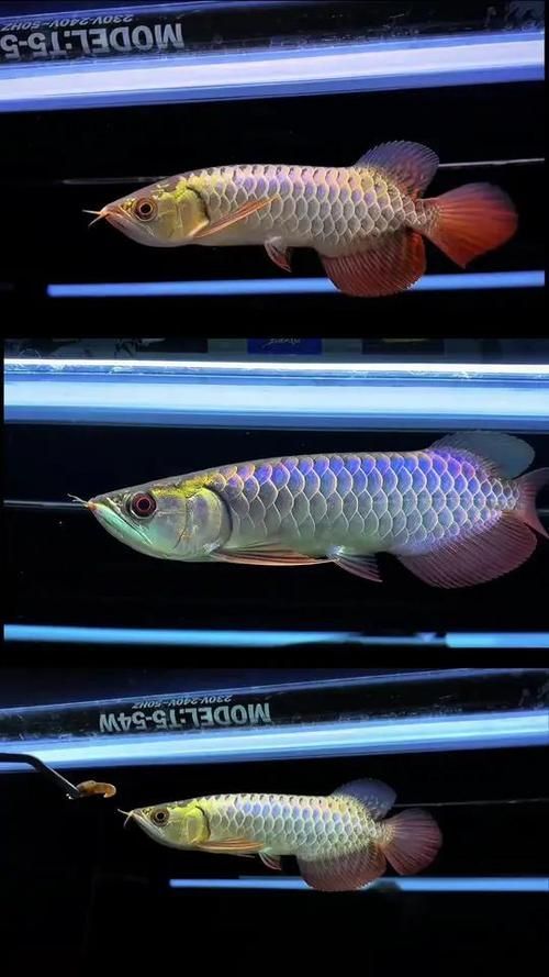 祥龍金龍魚的品質如何?,如何選購一條祥龍金龍魚? 龍魚百科 第2張 祥龍金龍魚的品質如何?,如何選購一條祥龍金龍魚? 祥龍金龍魚的品質如何?,如何選購一條祥龍金龍魚? 龍魚百科 第2張