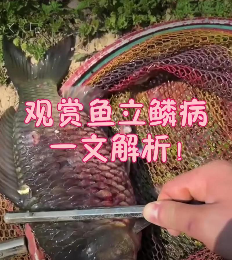如何早期發(fā)現(xiàn)魚立鱗病，如何早期發(fā)現(xiàn)魚立鱗病（又稱豎鱗病、松鱗病、松鱗病） 如何早期發(fā)現(xiàn)魚立鱗病，如何早期發(fā)現(xiàn)魚立鱗病（又稱豎鱗病、松鱗病、松鱗病） 龍魚百科 第1張