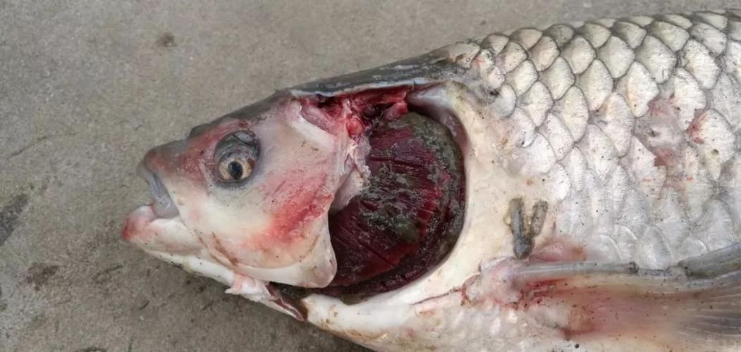 如何預(yù)防魚外傷感染 龍魚百科 第4張 如何預(yù)防魚外傷感染 如何預(yù)防魚外傷感染 龍魚百科 第4張