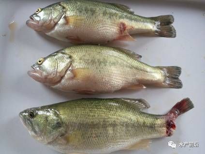 如何預(yù)防魚外傷感染 龍魚百科 第2張 如何預(yù)防魚外傷感染 如何預(yù)防魚外傷感染 龍魚百科 第2張