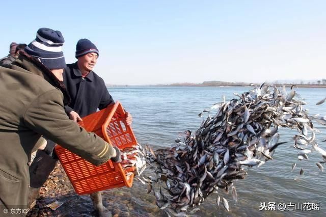 如何預(yù)防魚外傷感染 龍魚百科 第5張 如何預(yù)防魚外傷感染 如何預(yù)防魚外傷感染 龍魚百科 第5張