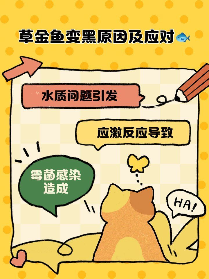 如何預(yù)防金魚發(fā)黑 如何預(yù)防金魚發(fā)黑 龍魚百科 第9張