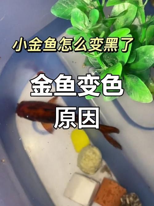 如何預(yù)防金魚發(fā)黑 如何預(yù)防金魚發(fā)黑 龍魚百科 第6張