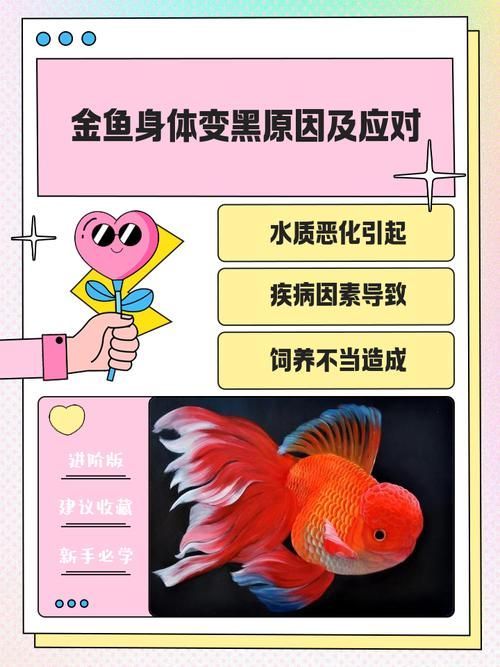 如何預(yù)防金魚發(fā)黑 如何預(yù)防金魚發(fā)黑 龍魚百科 第5張