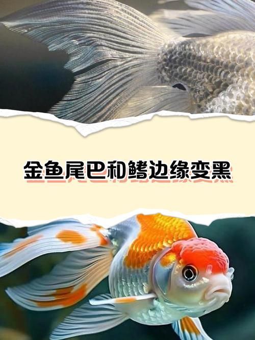 如何預(yù)防金魚發(fā)黑 如何預(yù)防金魚發(fā)黑 龍魚百科 第1張