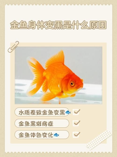 如何預(yù)防金魚發(fā)黑 如何預(yù)防金魚發(fā)黑 龍魚百科 第3張