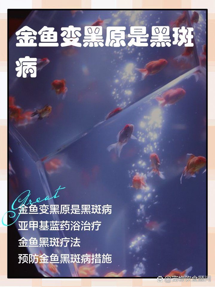 如何預(yù)防金魚發(fā)黑 如何預(yù)防金魚發(fā)黑 龍魚百科 第11張