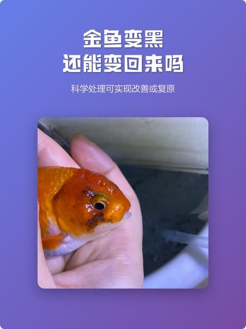如何預(yù)防金魚發(fā)黑 如何預(yù)防金魚發(fā)黑 龍魚百科 第4張