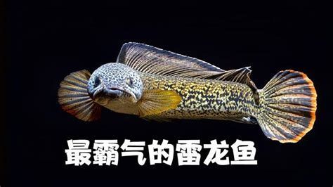 巴婁龍魚的繁殖方法是什么？，巴卡雷龍魚（baka雷龍）繁殖全攻略巴卡雷龍魚（baka雷龍） 巴婁龍魚的繁殖方法是什么？，巴卡雷龍魚（baka雷龍）繁殖全攻略巴卡雷龍魚（baka雷龍） 龍魚百科