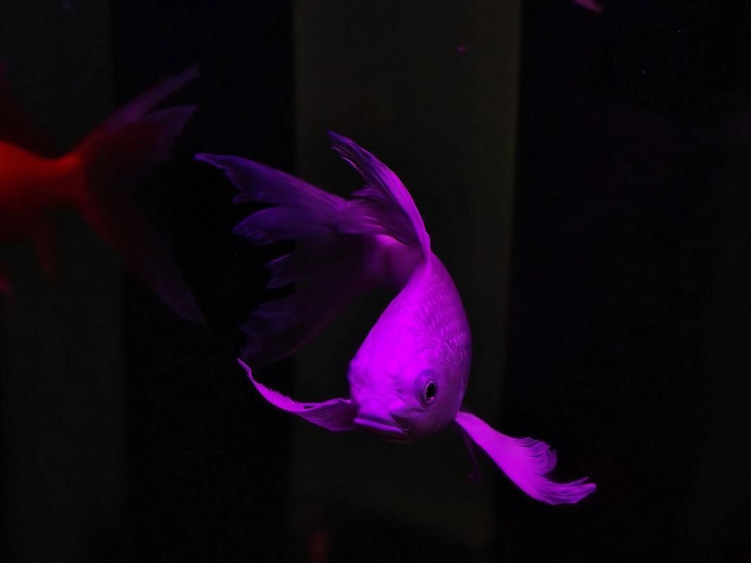 如何治療魚的內寄問題 如何治療魚的內寄問題 龍魚百科 第5張