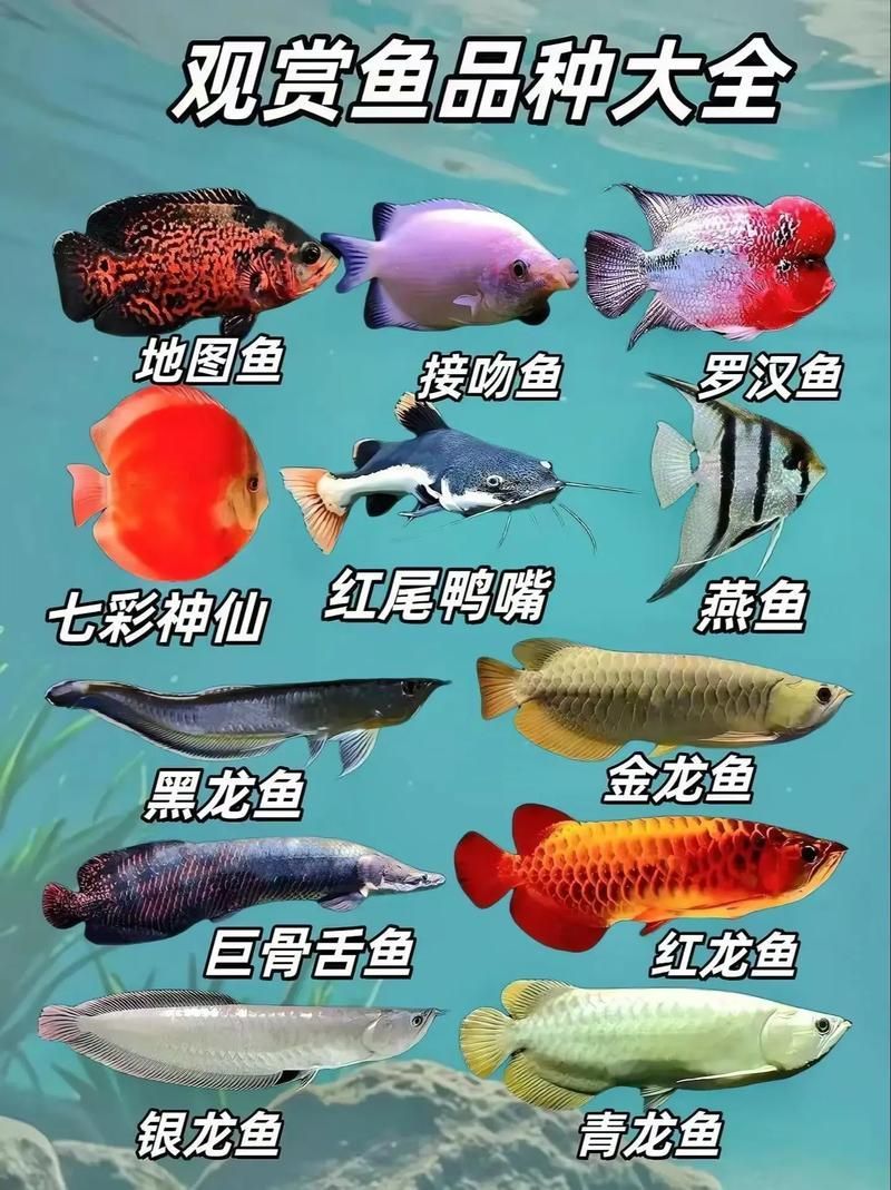 如何治療魚的內寄問題 如何治療魚的內寄問題 龍魚百科 第4張