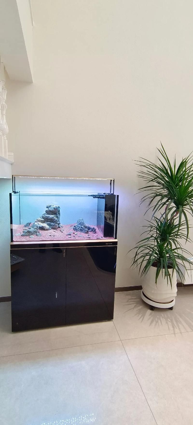 可麗愛魚缸適合哪些魚？ 可麗愛魚缸適合哪些魚？ 龍魚百科 第1張